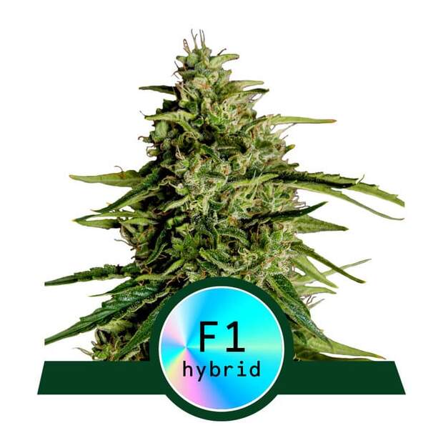 Royal Queen Seeds Milky Way F1 Auto 5 Stk feminisiert