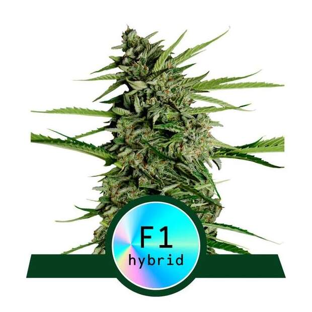 Royal Queen Seeds Orion F1 Auto 3 Stk feminisiert