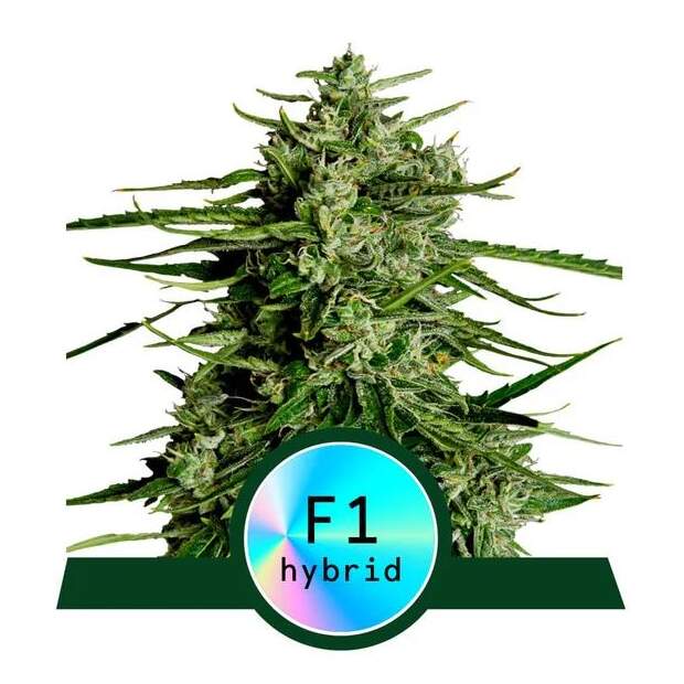 Royal Queen Seeds Titan F1 Auto 3 piece feminized