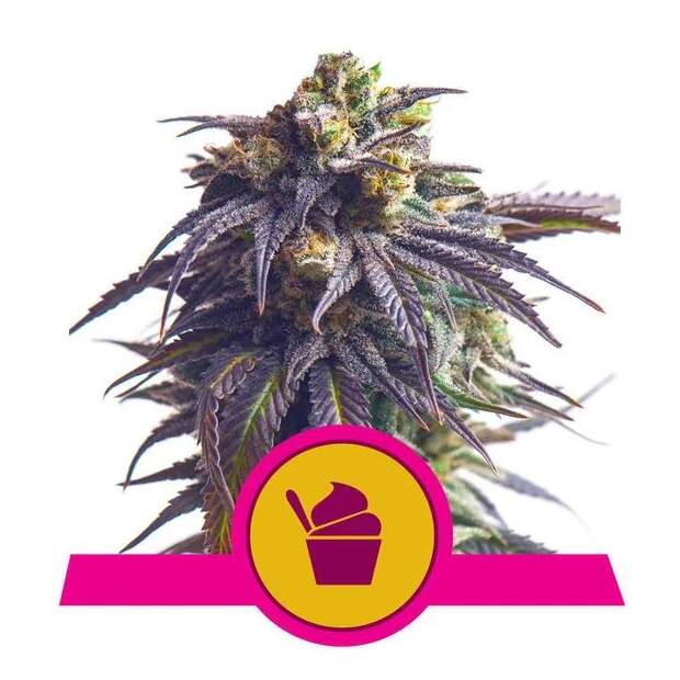 Royal Queen Seeds Sundae Driver USA Premium 5 Stk feminisiert