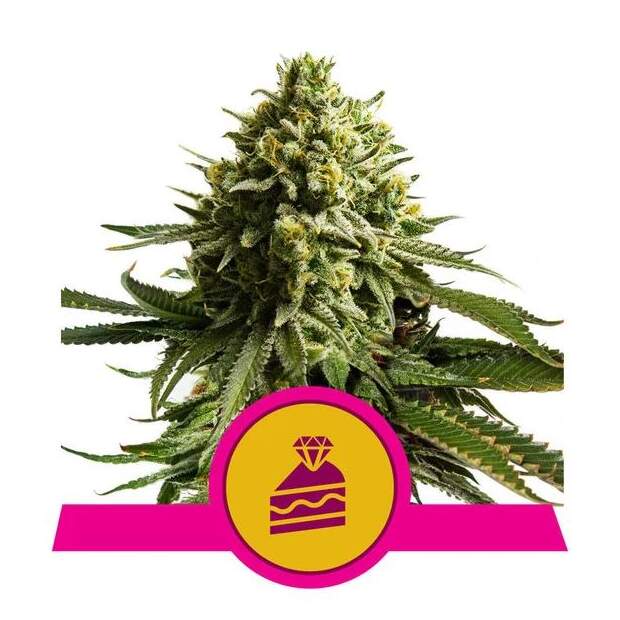 Royal Queen Seeds Wedding Cake USA Premium 10 piece feminized