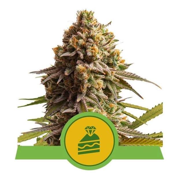 Royal Queen Seeds Wedding Cake USA Premium Auto 3 Stk feminisiert