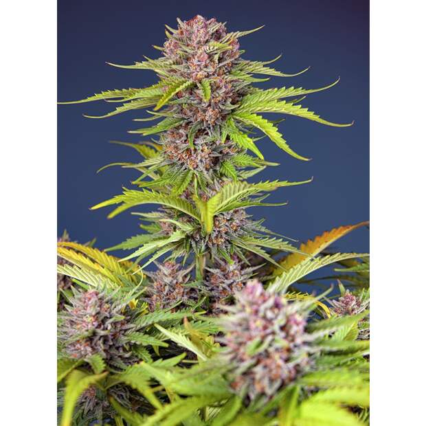 Sweet Seeds Mimosa Bruce Banner XL Auto 3 pcs feminised