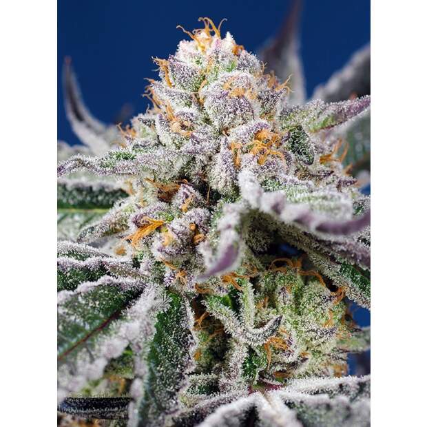 Sweet Seeds Orange Apricot Glue XL Auto 5 Stk feminisiert