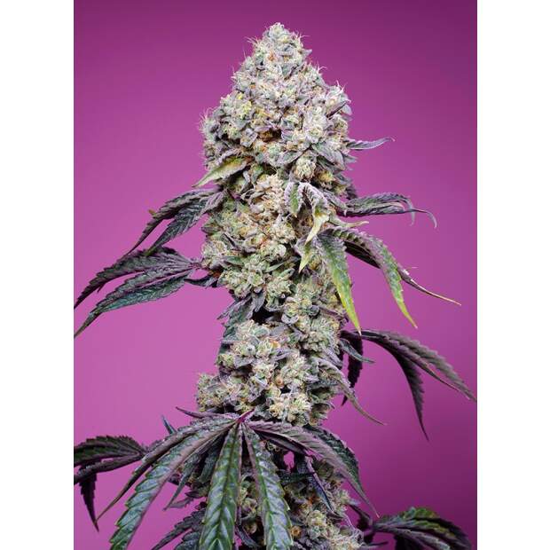 Sweet Seeds Sweet Mandarine Zkittlez F1 Fast Version