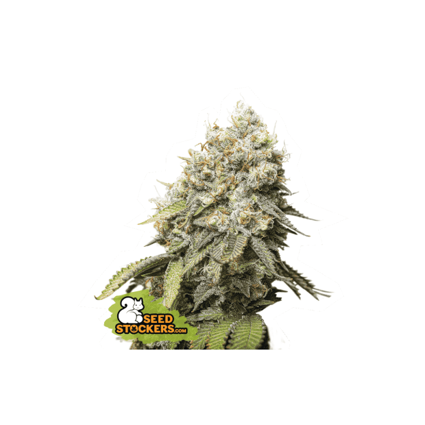 Seedstockers Bruce Banner 3 pcs feminised