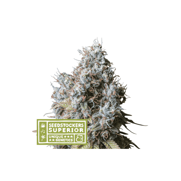 Seedstockers Rucu Cucu OG