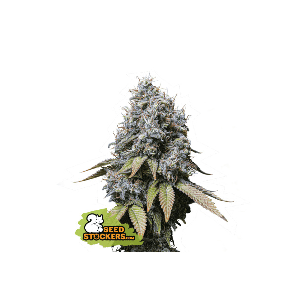 Seedstockers Sour Diesel 3 pcs feminised