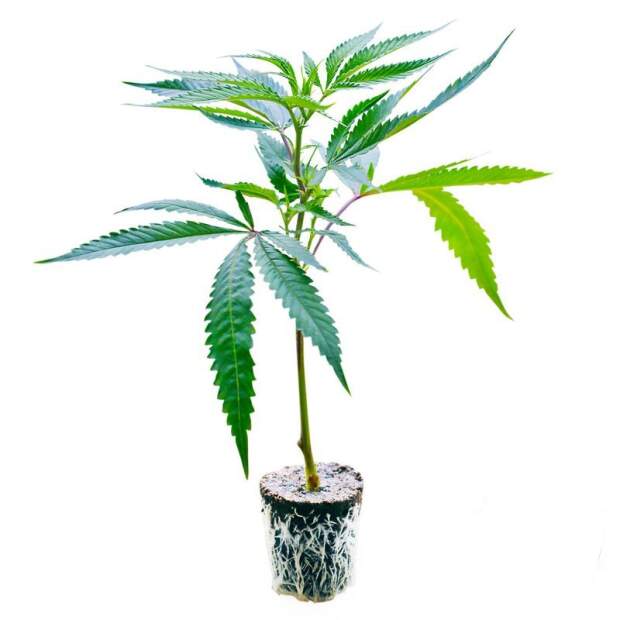 LMC London Mint Cake Hanfsteckling / TH Seeds