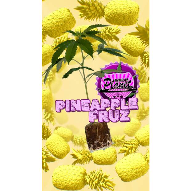 Pineapple Fruz Hanfsteckling / Seedjunky cut