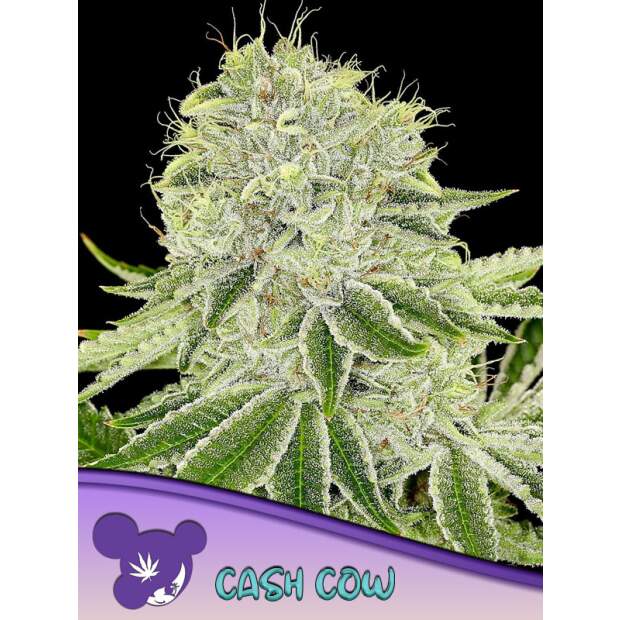 Anesia Seeds Cash Cow