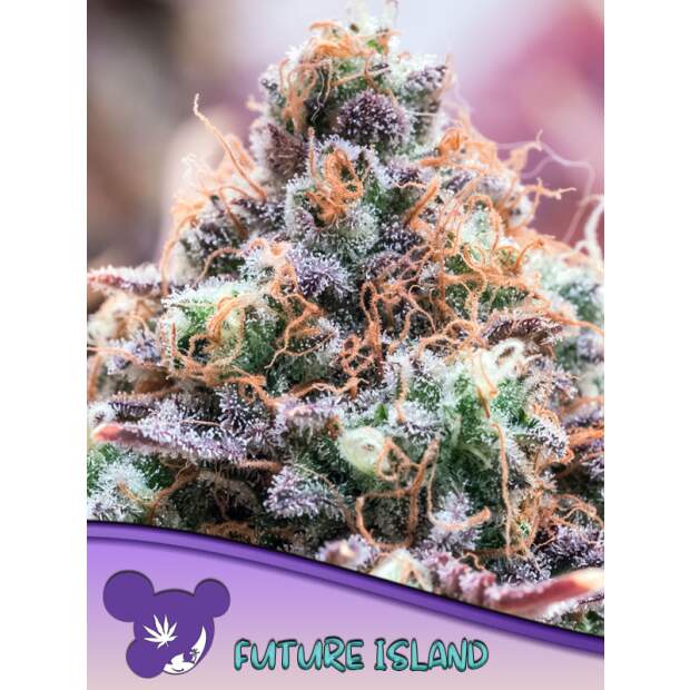 Anesia Seeds Future Island 5 Stk feminisiert