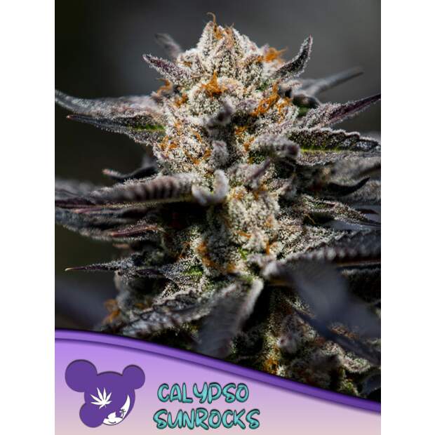 Anesia Seeds Nova OG 5 piece feminized