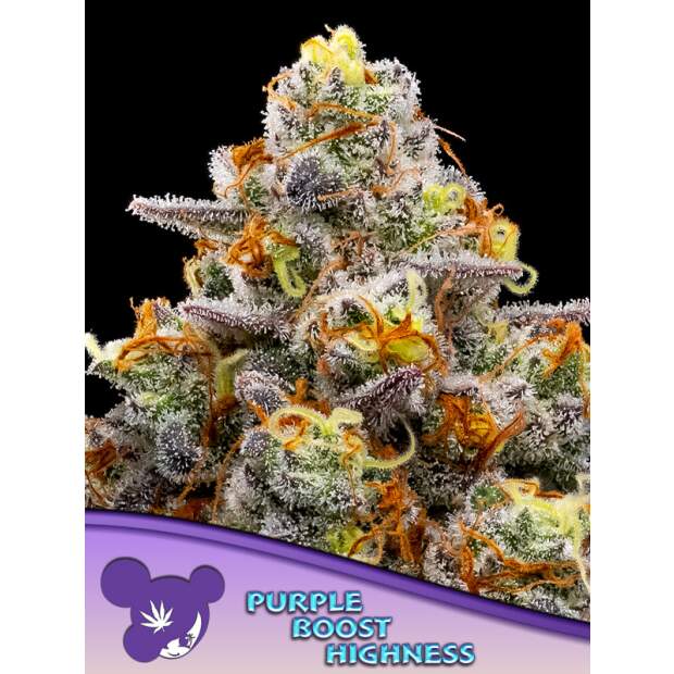 Anesia Seeds Purple Boost Highness