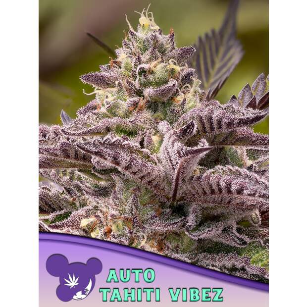 Anesia Seeds Tahiti Vibez Auto