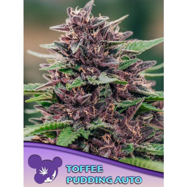 Anesia Seeds Toffee Pudding Auto