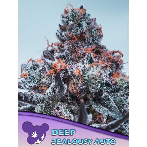 Anesia Seeds Deep Jealousy Auto