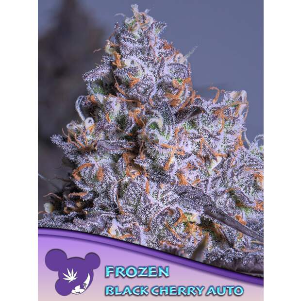 Anesia Seeds Frozen Black Cherry Auto