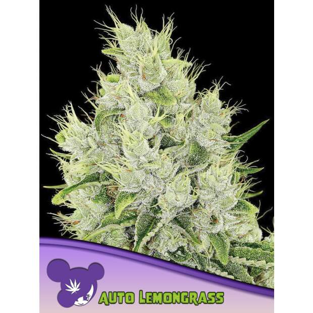 Anesia Seeds Auto Lemongrass 10 Stk feminisiert