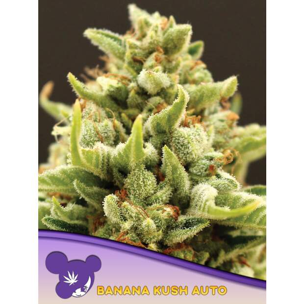 Anesia Seeds Banana Kush Auto 10 Stk feminisiert