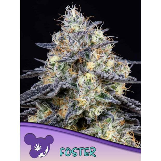 Anesia Seeds Foster 3 piece feminized