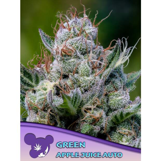 Anesia Seeds Green Apple Juice Auto 5 piece feminized