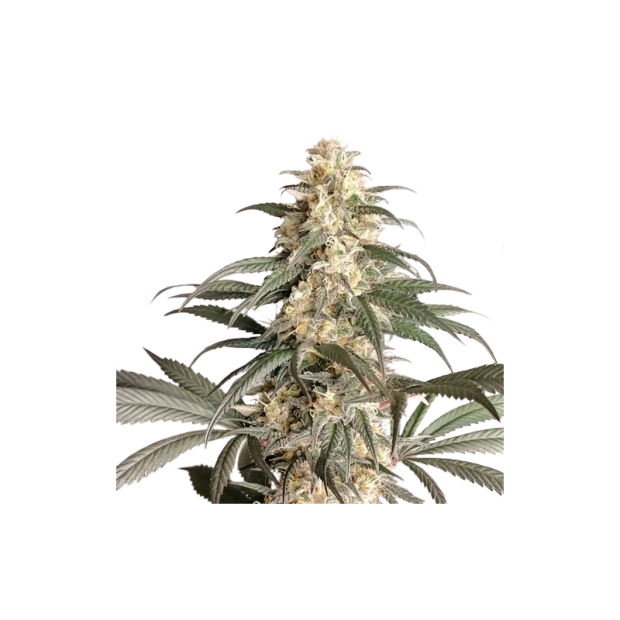 Super Sativa Seed Club Black Lebanon 5 Stk feminisiert