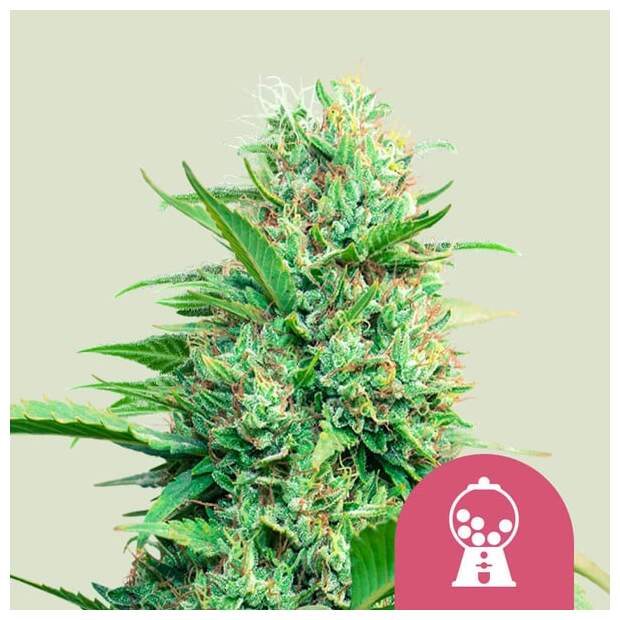 Royal Queen Seeds Pink Runtz USA Premium