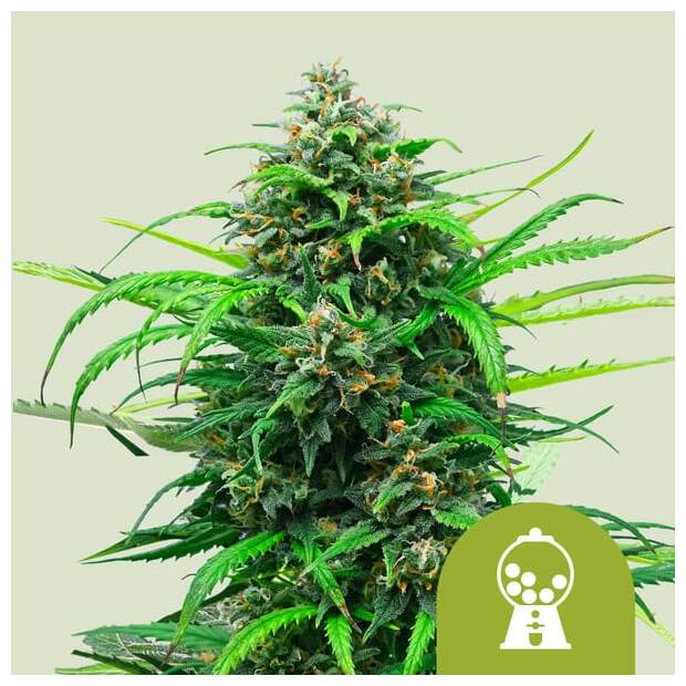 Royal Queen Seeds Pink Runtz USA Premium Auto