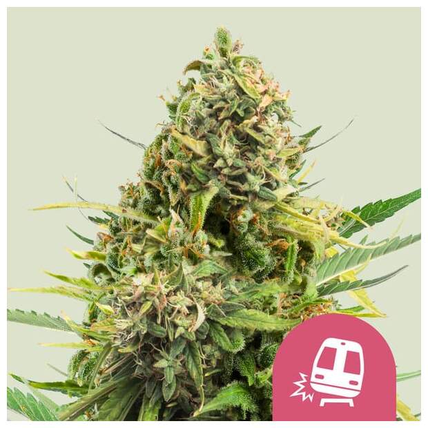 Royal Queen Seeds Trainwreck USA Premium