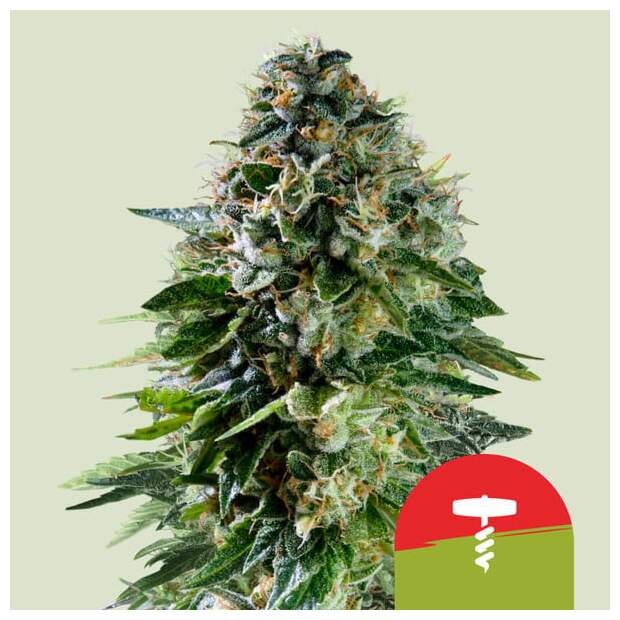 Royal Queen Seeds Tyson Corkscrew Auto