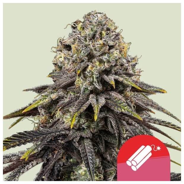 Royal Queen Seeds Tyson Dynamite Diesel