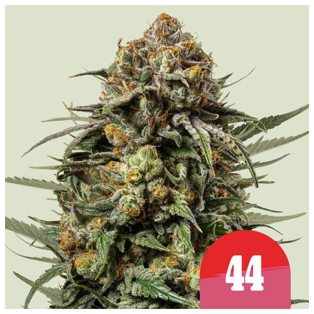 Royal Queen Seeds Tyson Gelato 44