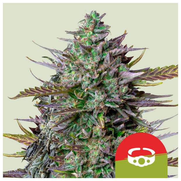 Royal Queen Seeds Tyson GOATlato Auto