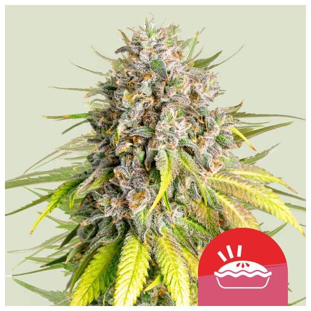 Royal Queen Seeds Tyson Punch Pie