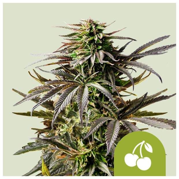 Royal Queen Seeds Cherry Pie USA Premium Auto 5 pcs feminized