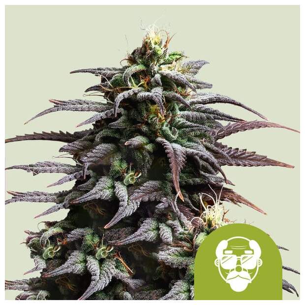 Royal Queen Seeds Granddaddy Purple USA Premium Auto 5 pcs feminized