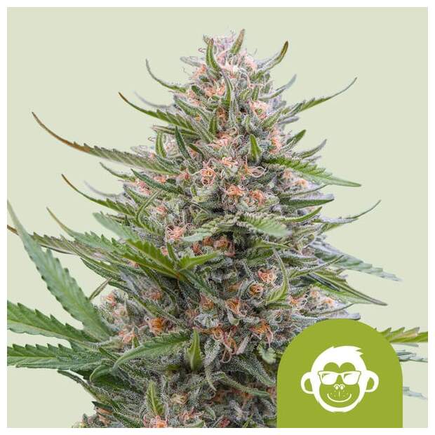 Royal Queen Seeds Grape Ape USA Premium Auto