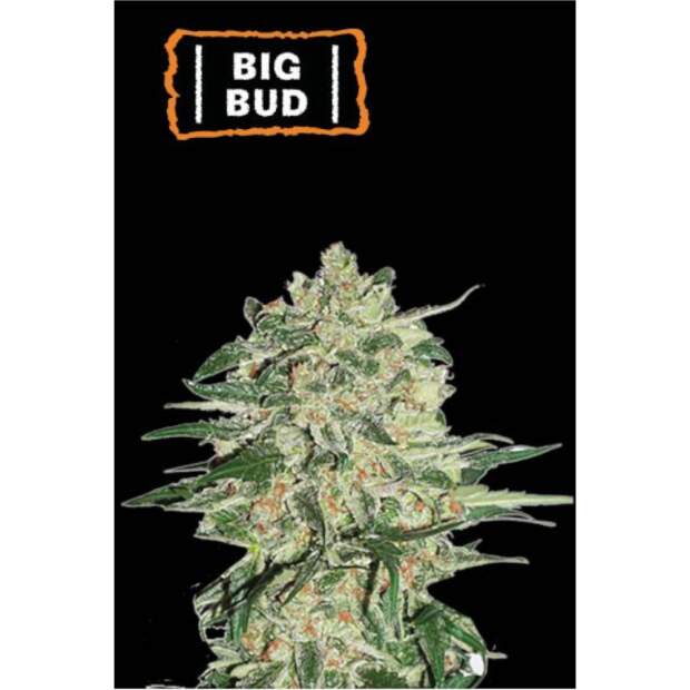 Seedstockers Big Bud Bulk 1 Stk feminisiert