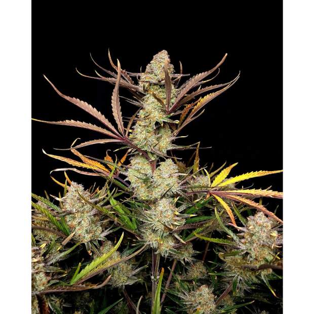 420 Fast Buds Apple Strudel Auto 3 Stk feminisiert