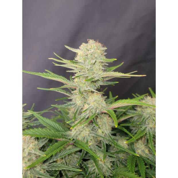 420 Fast Buds Apricot Auto 3 pcs feminized