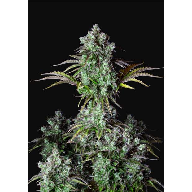 420 Fast Buds Big Bud Auto 3 Stk feminisiert