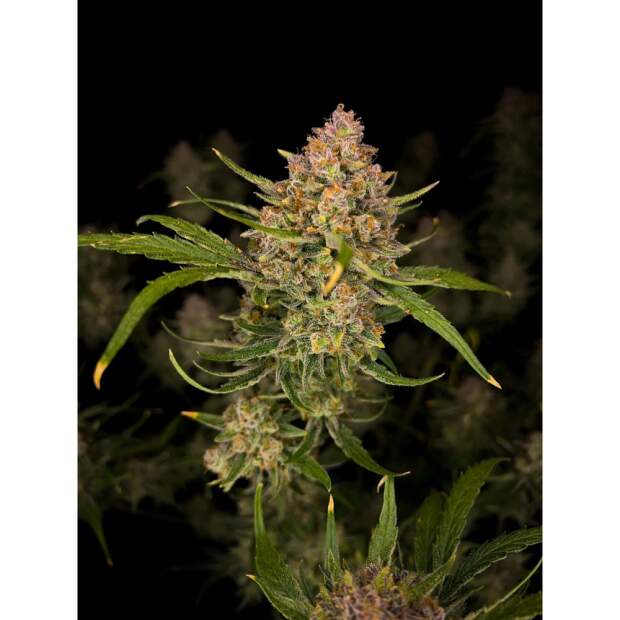 420 Fast Buds Guava Auto 3 pcs feminized