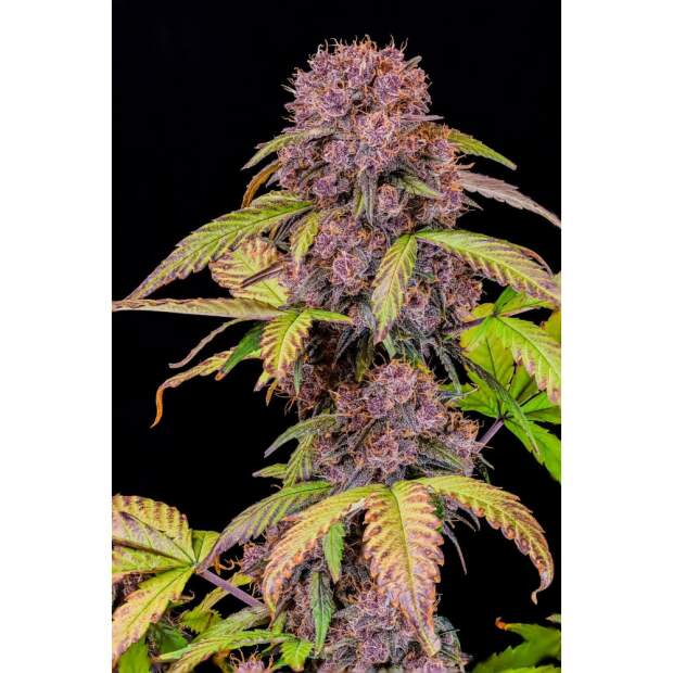 420 Fast Buds Lemon Cherry Cookies Auto 5 pcs feminized