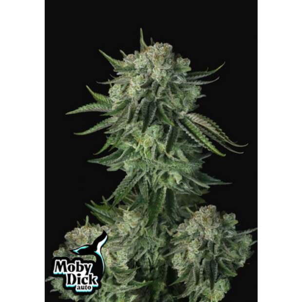 420 Fast Buds Moby Dick Auto 3 Stk feminisiert