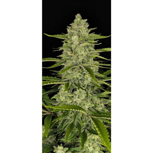 420 Fast Buds Papaya Cookies Auto 3 pcs feminized