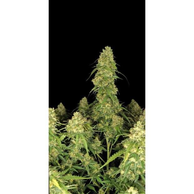 420 Fast Buds Sour Jealousy Auto 5 pcs feminized