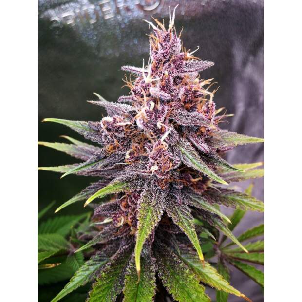 420 Fast Buds Purple Lemonade FF 5 pcs feminized