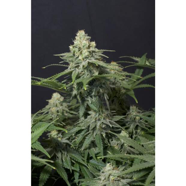 420 Fast Buds Wedding Cheesecake FF 5 Stk feminisiert