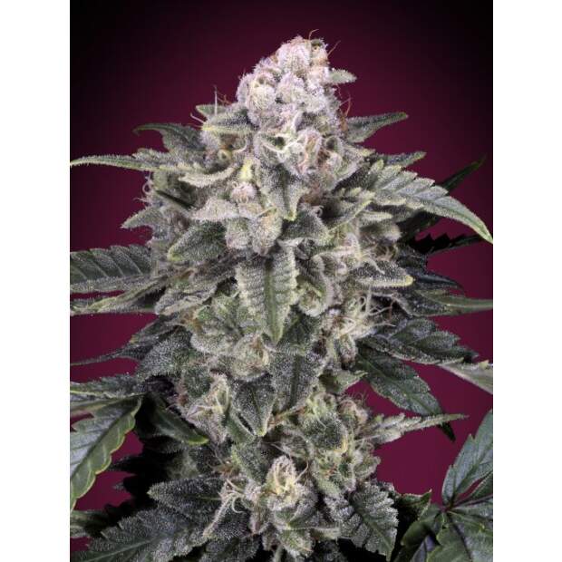 Advanced Seeds Slurricane